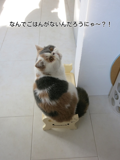 ご飯机に乗ってます