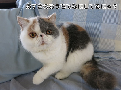 あずきのおうちを、、、