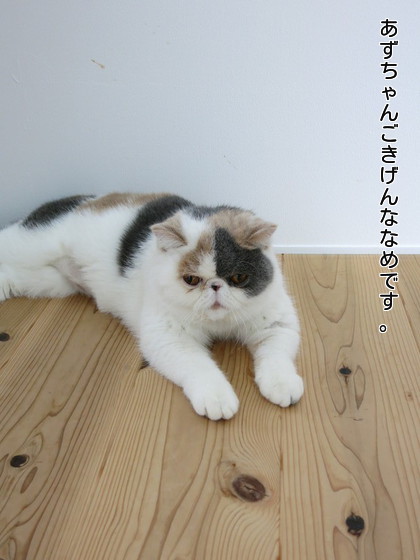 ご機嫌斜めです