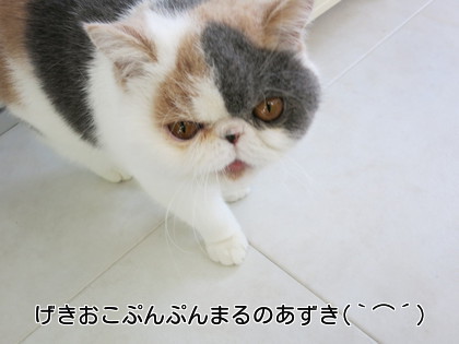 初しゃ~の後