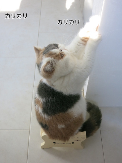 ごはんがないぞ〜〜〜!