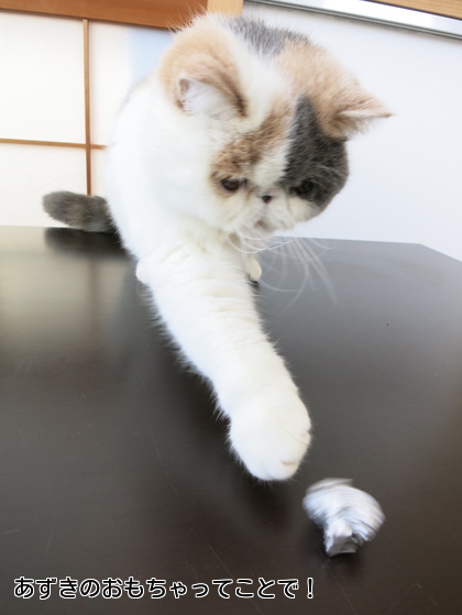 あずきにとってはおもちゃね。