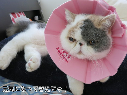 くつろぎ中です