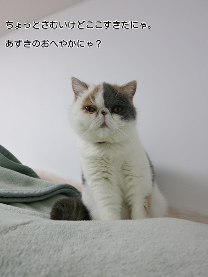 占領されつつある息子の部屋