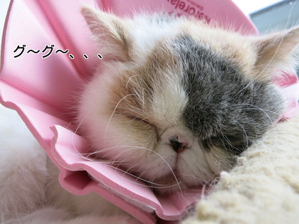 これなら柔らかいので頭の角度を変えても眠れます