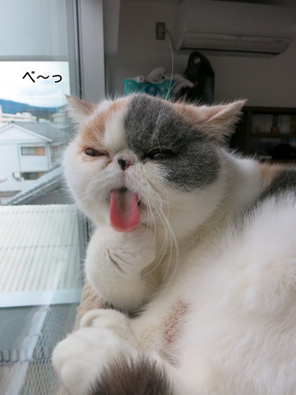 いっぴき毛繕い