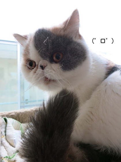 ビックリ顔3
