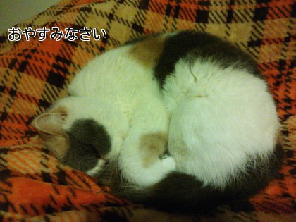 オヤスミナサイ