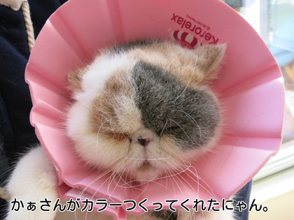 やわらかいカラーをつくってあげました