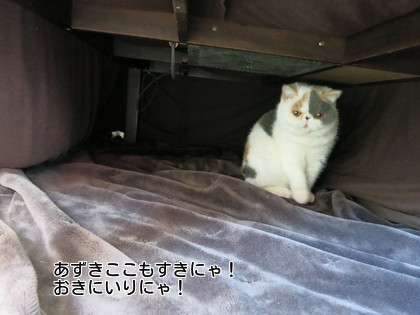 あったかいにゃ~