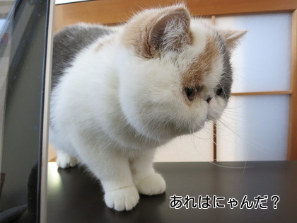 気になるものが、、、