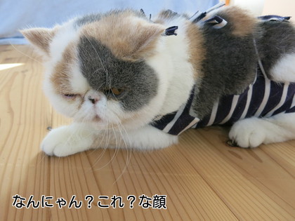 術後着1