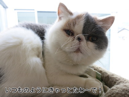 あずきの日常が戻ってきた