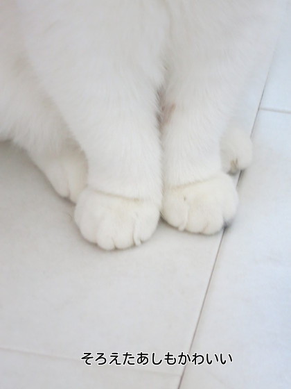 かわいい足