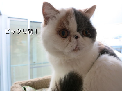ビックリ顔2
