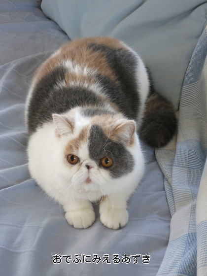 おでぶにみえちゃうあずき