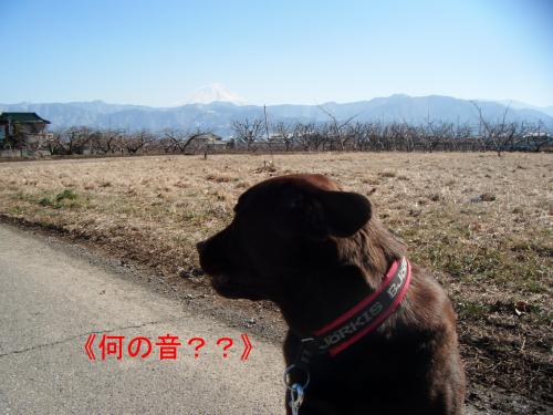 散歩中22