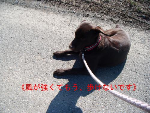 散歩中33