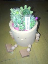 シャボテン