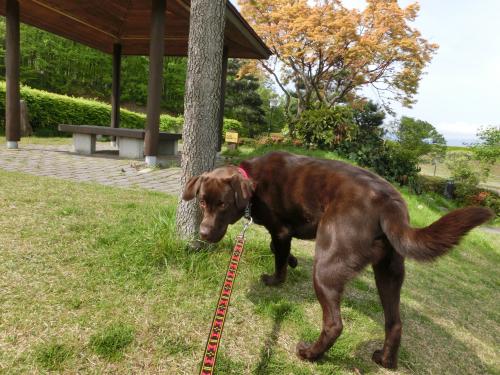 公園