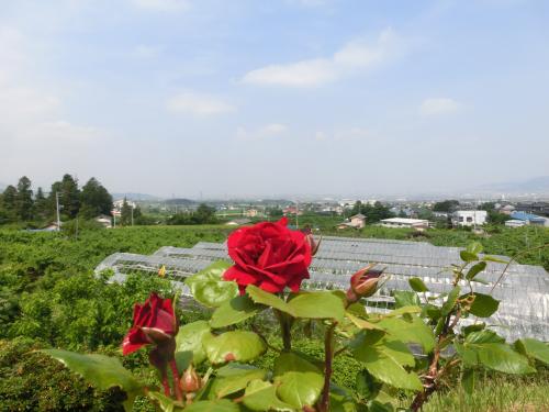 公園