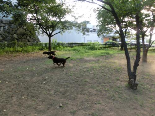 CIMG3542_convert_20130722150435.jpg