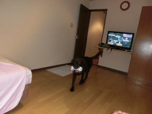 CIMG3569_convert_20130724175307.jpg