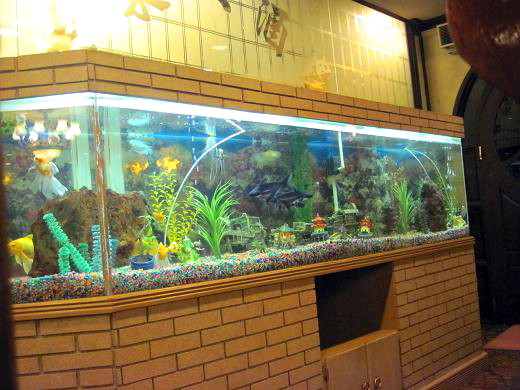 中華料理屋の水槽