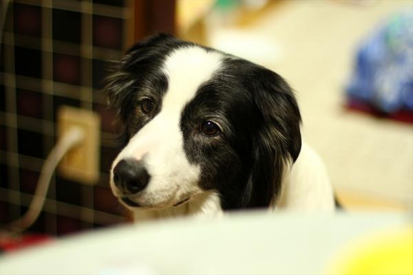 IMG_4515z.jpg