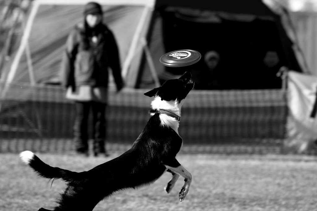 IMG_0330_201312222208486f4.jpg