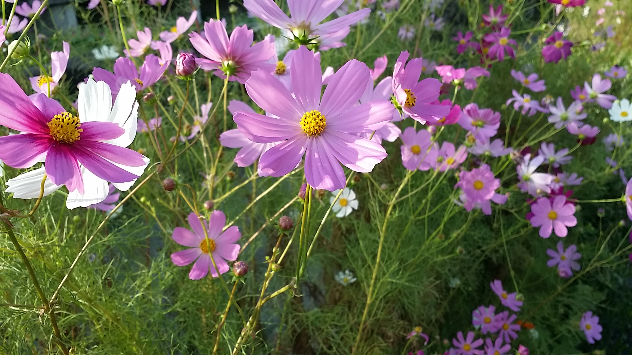 20140929165807c32.jpg