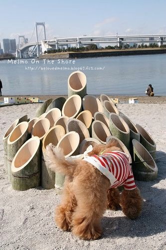 IMG_8495_20120317164521.jpg
