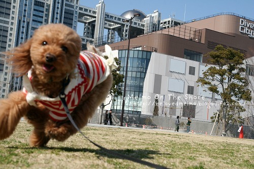 IMG_8545_20120317164550.jpg