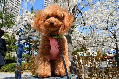 IMG_9068_20120415193214.jpg