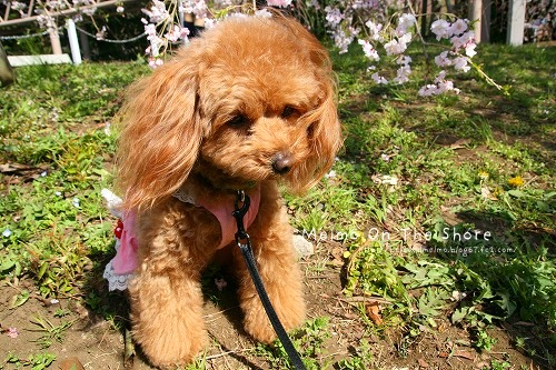 IMG_9105_20120415193246.jpg