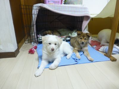 P1080898kanacopain.jpg