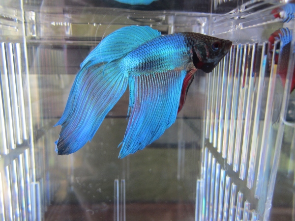 トラディショナルベタ♂
