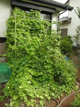 カーテン