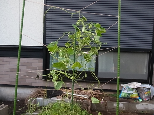 カーテン