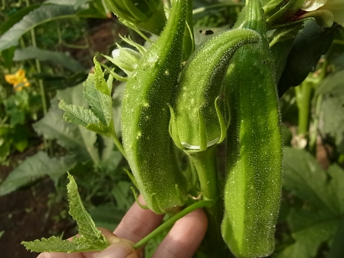 ぼこぼこ