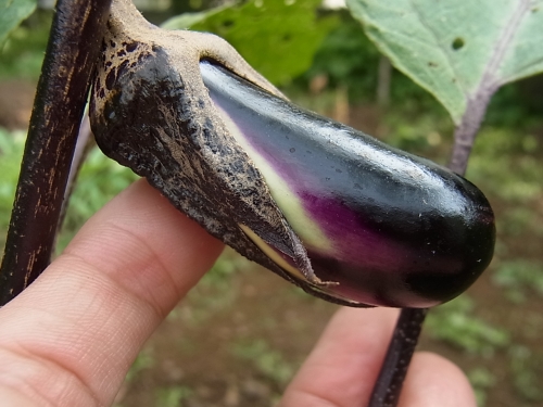 茄子