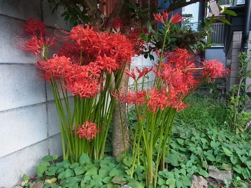 彼岸花