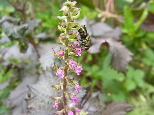 bee