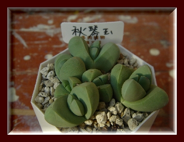 秋琴玉01