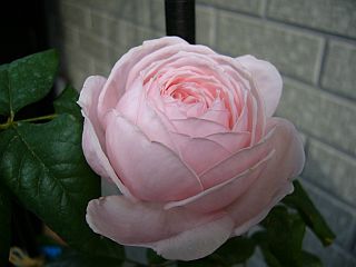 ナエマ