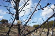 DSC04277.jpg