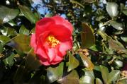 DSC04285.jpg