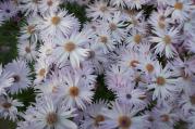 DSC04309.jpg