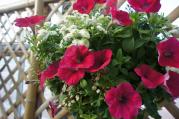 DSC04311.jpg