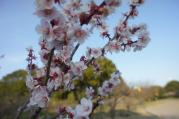 DSC04353.jpg